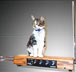 Kitten with a Moog™ Theremin