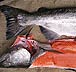 Mark Vinsel Catches King Salmon with Fly Rod