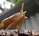 Washington Banana Slug Assoc.