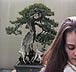 Bonsai Gardens, Washington