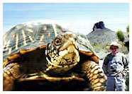 Eastern Painted Box Turtle®